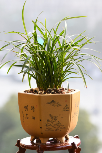 什么花香好闻又清香