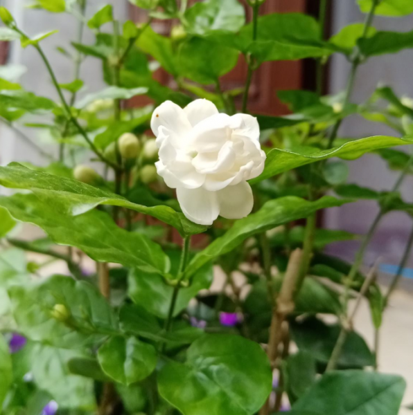 什么花香好闻又清香