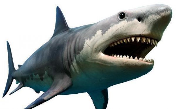 最大的海洋动物是什么