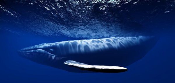 最大的海洋动物是什么