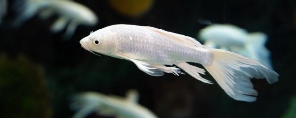 鱼肉暂时不吃该怎么保存