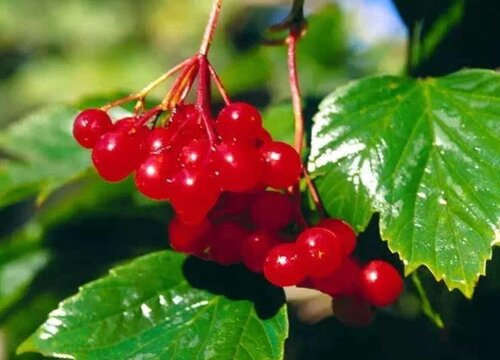 鸡树条果子能吃吗