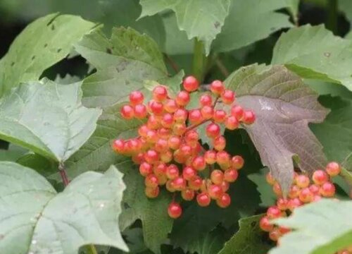 鸡树条果子能吃吗