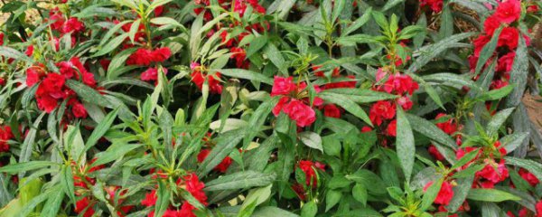 凤仙花泡酒的制作过程