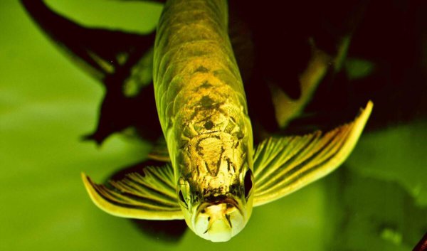 金龙鱼是什么鱼