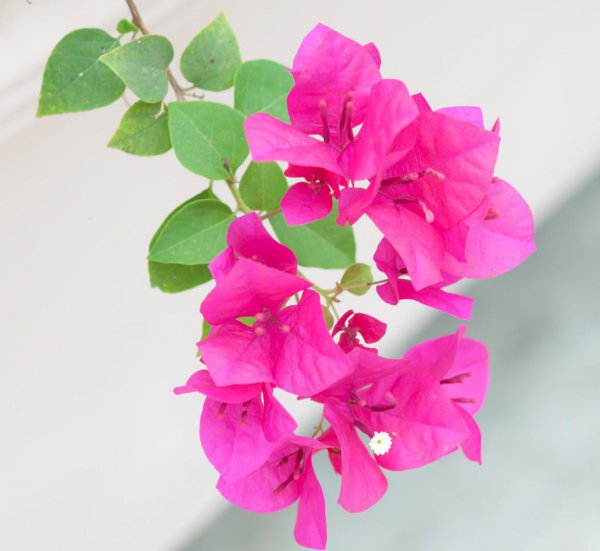 三角梅最勤花品种排行榜