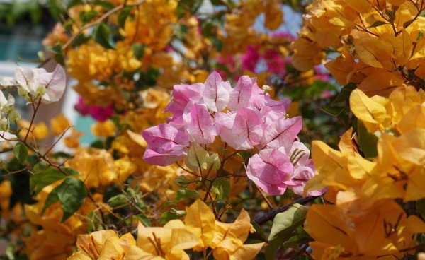 三角梅最勤花品种排行榜