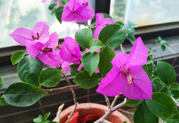 三角梅最勤花品种排行榜