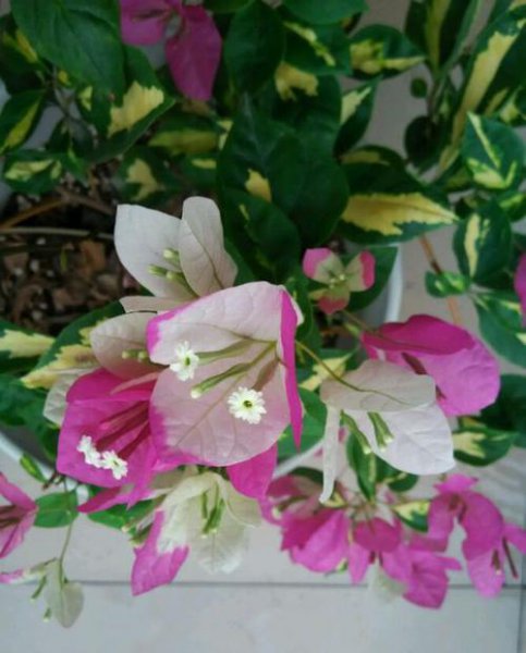 三角梅最勤花品种排行榜