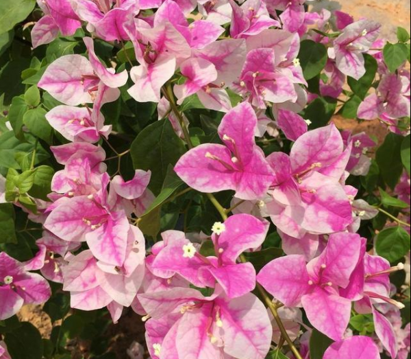 三角梅最勤花品种排行榜