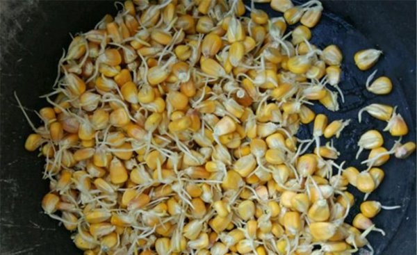 老玉米钓鱼饵料的制作方法