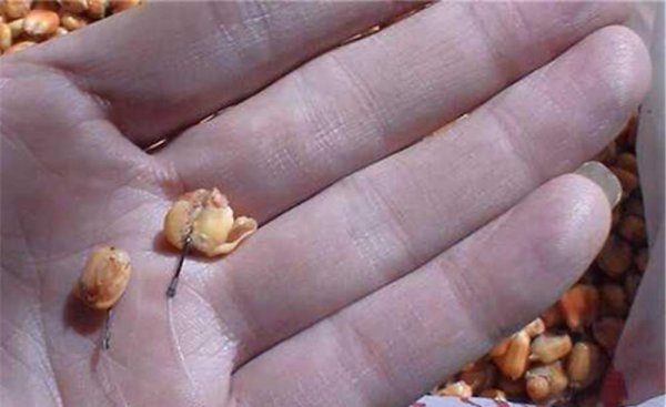 老玉米钓鱼饵料的制作方法