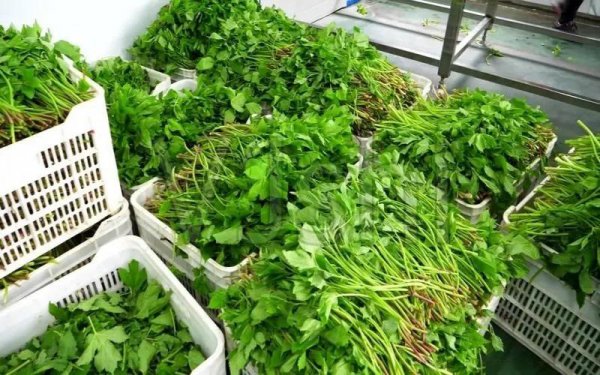 家庭办厂什么项目好