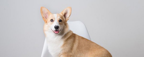 小狗冬天怎么养才能养活