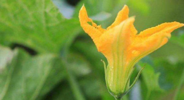 秋天有什么野菜可以挖