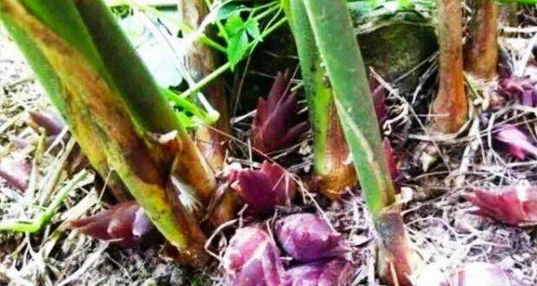 秋天有什么野菜可以挖