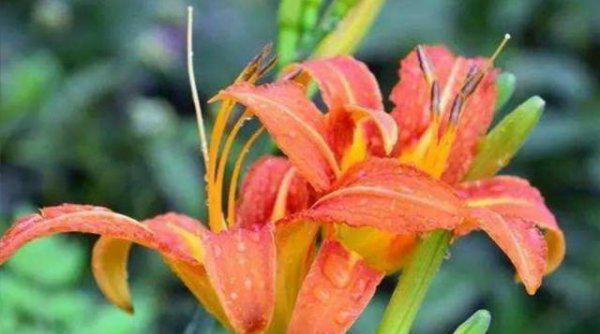 秋天有什么野菜可以挖