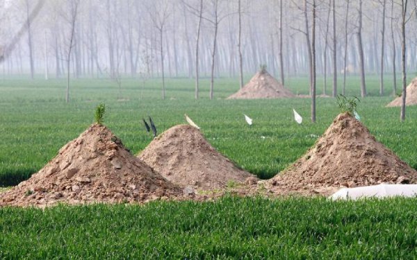 坟墓上开花什么预兆
