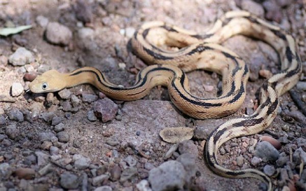 坟墓上开花什么预兆