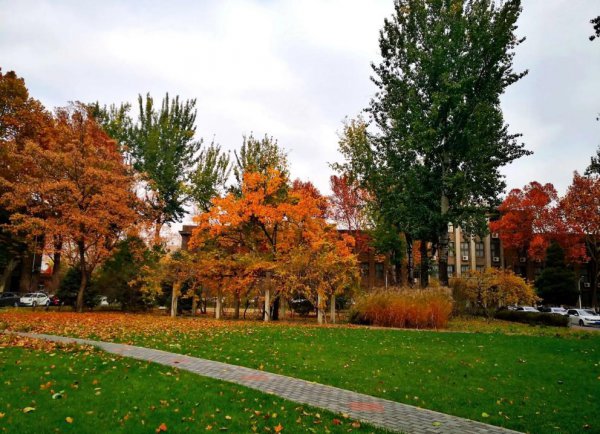 中国农业大学是985大学吗