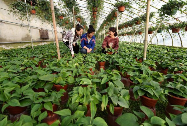 中国农业大学是985大学吗