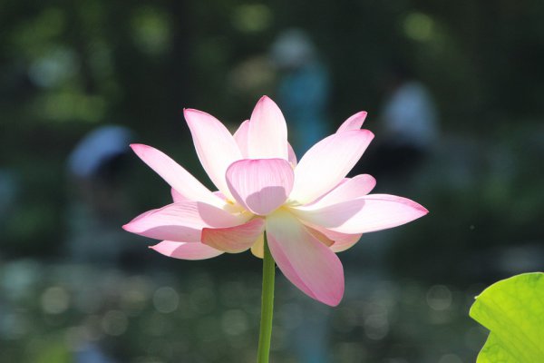 佛前默念三句话