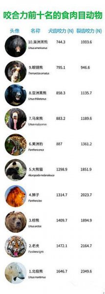 国宝大熊猫的资料介绍