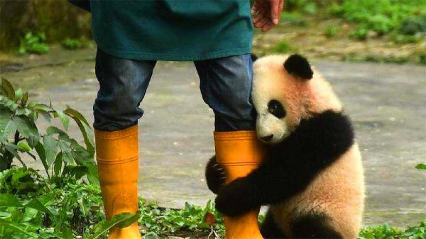 国宝大熊猫的资料介绍