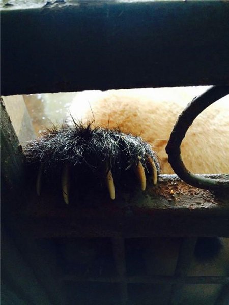 国宝大熊猫的资料介绍