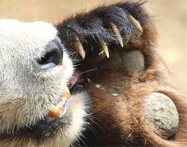 国宝大熊猫的资料介绍