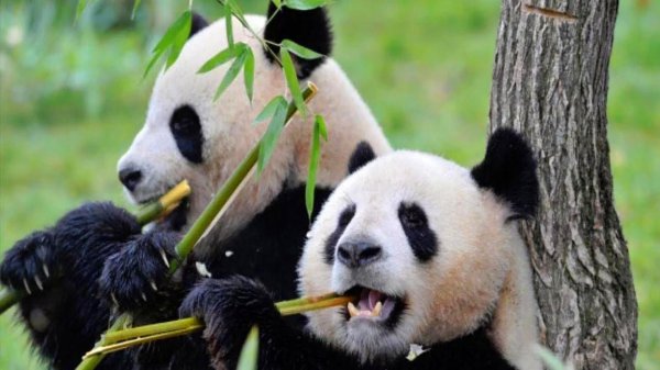 国宝大熊猫的资料介绍