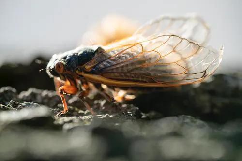 蝉是怎么发声的简短