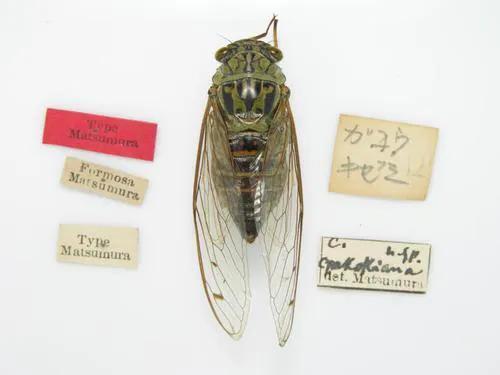 蝉是怎么发声的简短