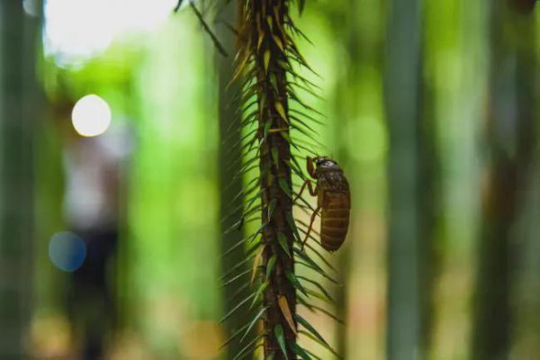 蝉是怎么发声的简短