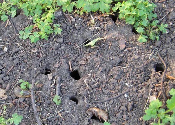 蝉是怎么发声的简短