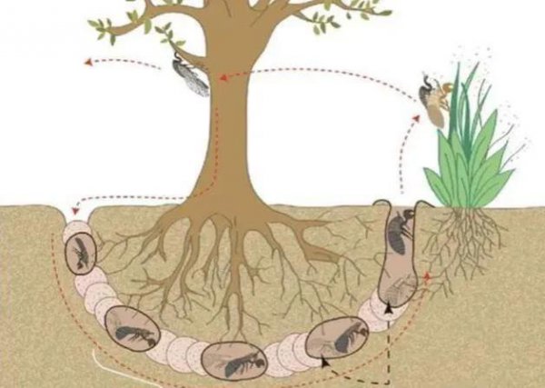蝉是怎么发声的简短