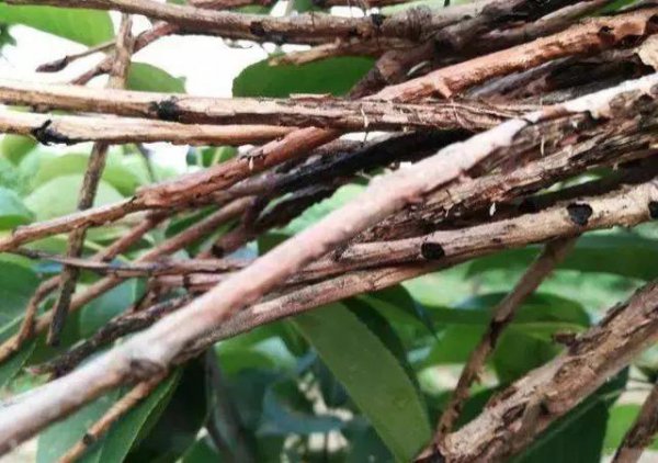 蝉是怎么发声的简短