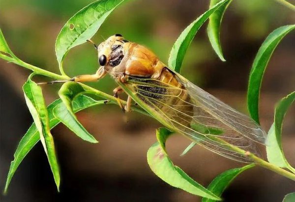 蝉是怎么发声的简短