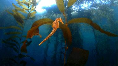 海马属于什么类动物