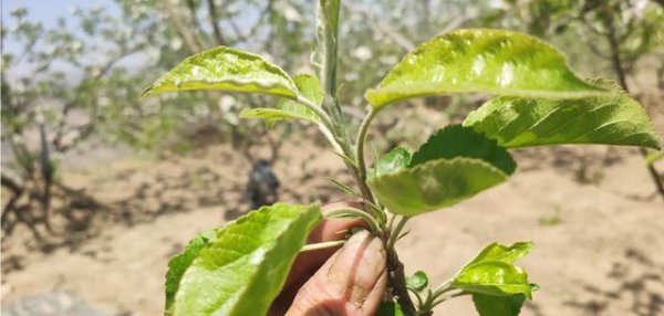 果树抽不出顶心是什么原因