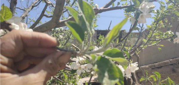 果树抽不出顶心是什么原因