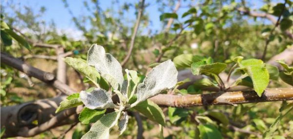 果树抽不出顶心是什么原因