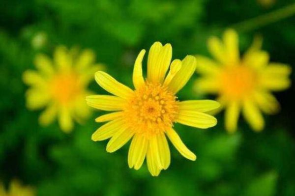 十二星座学霸排行榜