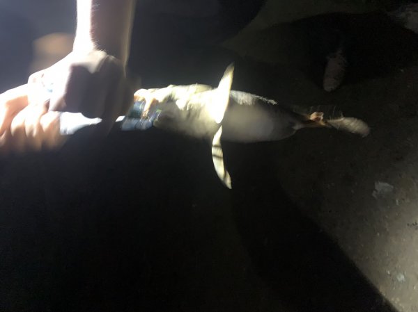 路亚晚上可以玩吗