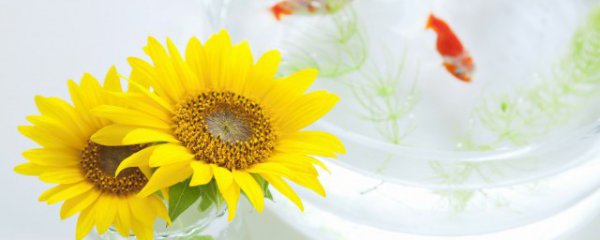 生日适合送男生什么花束