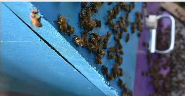 俄罗斯蜂蜜椴树蜜是真的吗