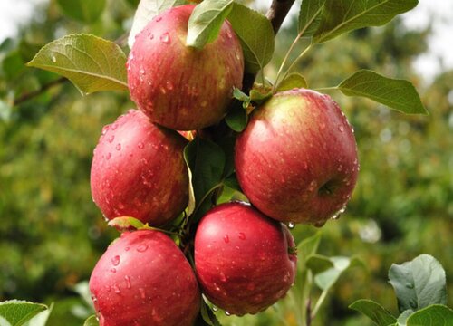 苹果和什么不能一起吃