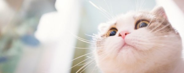 怎么判断猫公母