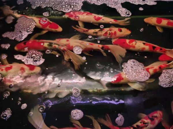 鱼缸里有白色絮状物怎么办