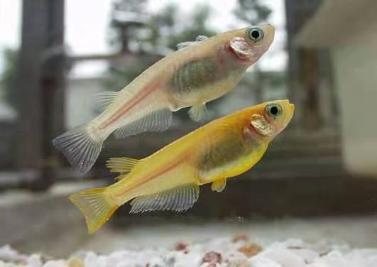 鱼缸里有白色絮状物怎么办